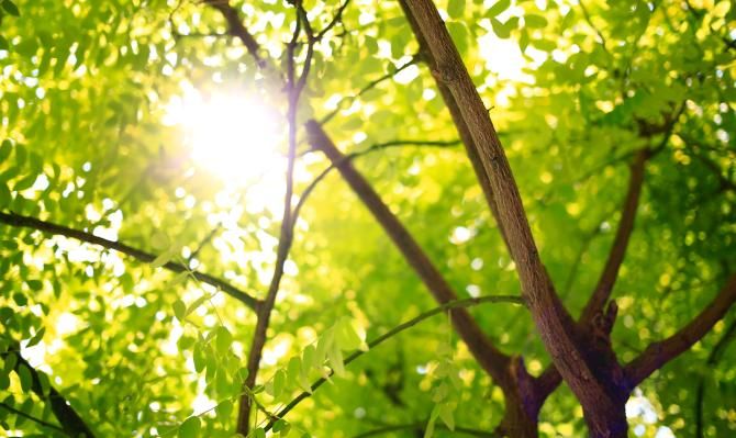 Luz del sol filtrándose entre las ramas de unos árboles