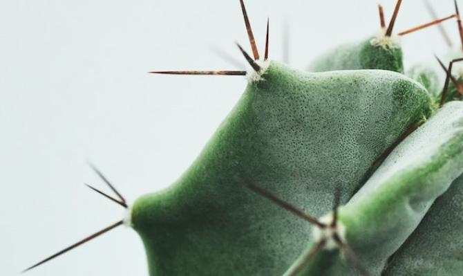 Cactus. Photo by feey on Unsplash