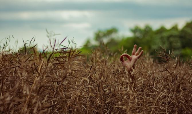 Mano haciendo el signo de OK detrás de unos arbustos. Photo by Àlex Rodríguez on Unsplash