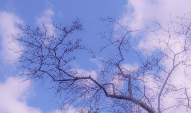 Rama de árbol con brotes recortada contra un cielo azul con nubes blancas. Photo by Jim Luo on Unsplash