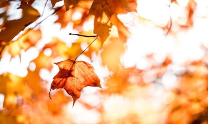 Hoja seca a punto de caer de un árbol en el otoño para ilustrar la idea de envejecimiento un artículo de análisis económico de CaixaBank Research. Photo by Matt on Unsplash