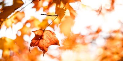 Hoja seca a punto de caer de un árbol en el otoño para ilustrar la idea de envejecimiento pobl un artículo de CaixaBank Research