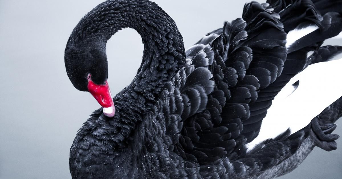 A black swan, in the form of coronavirus