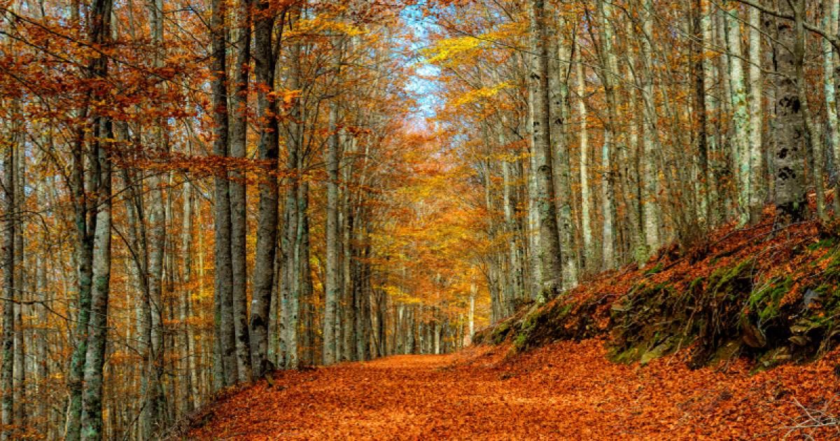 Comunidad Foral de Navarra