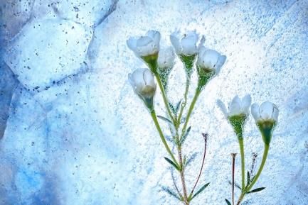 Flores congeladas. Photo by Zoltan Tasi on Unsplash