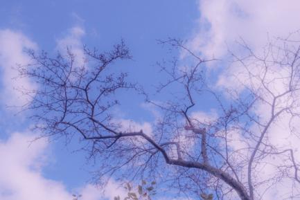 Rama de árbol con brotes recortada contra un cielo azul con nubes blancas. Photo by Jim Luo on Unsplash