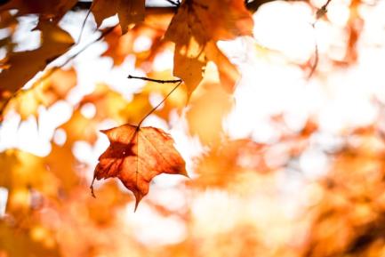 Hoja seca a punto de caer de un árbol en el otoño para ilustrar la idea de envejecimiento pobl un artículo de CaixaBank Research