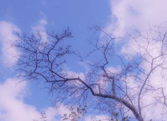 Rama de árbol con brotes recortada contra un cielo azul con nubes blancas. Photo by Jim Luo on Unsplash