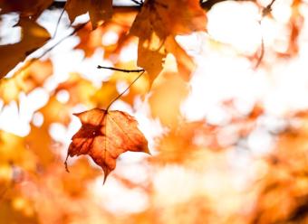 Hoja seca a punto de caer de un árbol en el otoño para ilustrar la idea de envejecimiento un artículo de análisis económico de CaixaBank Research. Photo by Matt on Unsplash